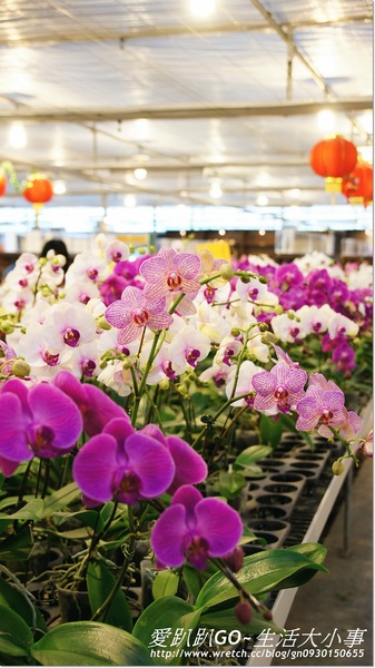 金車蘭花園(員山園)：【宜蘭/員山鄉】美不勝收~金車蘭花園