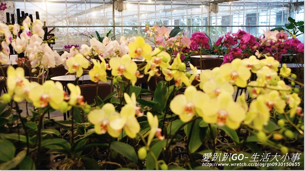 金車蘭花園(員山園)：【宜蘭/員山鄉】美不勝收~金車蘭花園