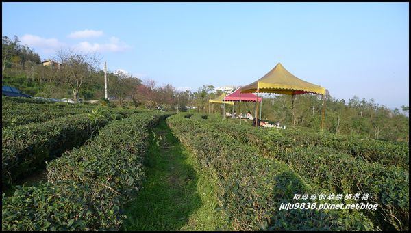 玉蘭茶園22.JPG