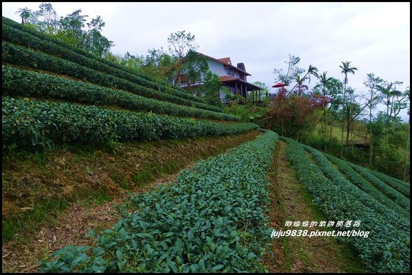 玉蘭茶園46.JPG
