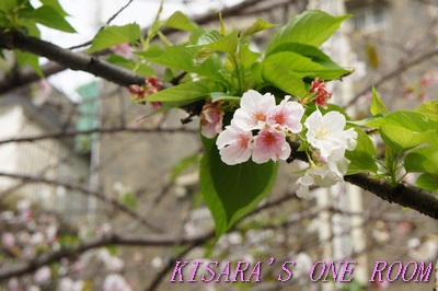 牯嶺公園：牯嶺小公園的春天