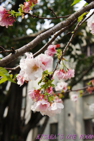 牯嶺公園：牯嶺小公園的春天