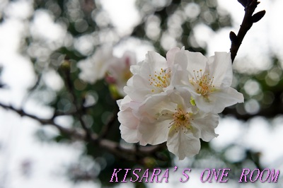 牯嶺公園：牯嶺小公園的春天