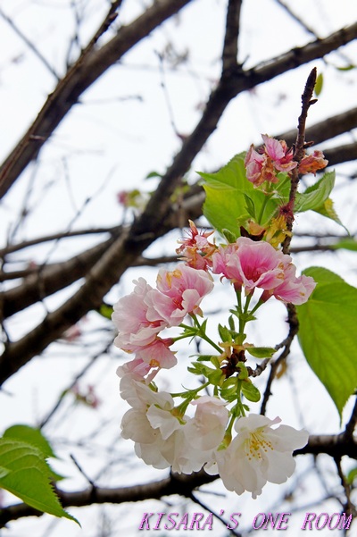 牯嶺公園：牯嶺小公園的春天