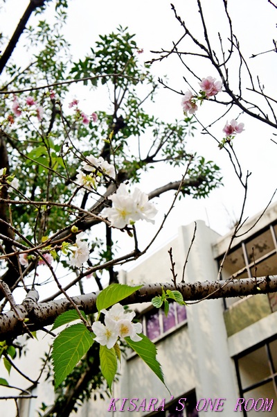 牯嶺公園：牯嶺小公園的春天