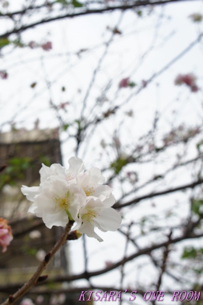 牯嶺公園：牯嶺小公園的春天