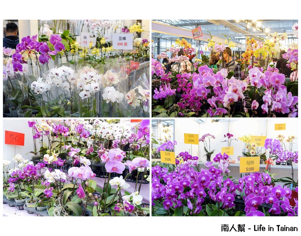 2016臺灣國際蘭展
