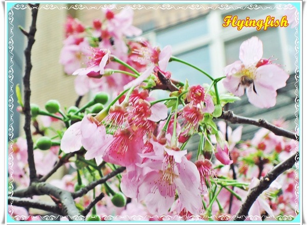 Ms. Bubble Cafe & Handmade - LilyHouse(3號店):✜ 忙裡偷閒滴好去處-「Ms. Bubble Cafe & Handmade -Lily House (3號店)」 (甜點篇) (◕‿◕)♥