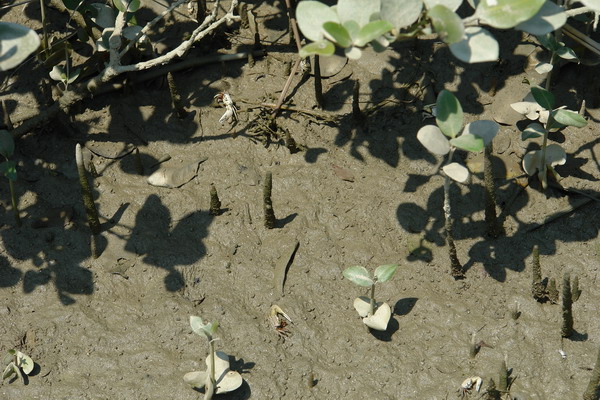 嘉義布袋漁港 潮間帶休閒館：嘉義布袋漁港 潮間帶休閒--真正愛台灣生態文青之旅