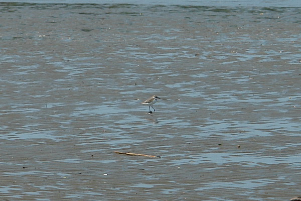 嘉義布袋漁港 潮間帶休閒館：嘉義布袋漁港 潮間帶休閒--真正愛台灣生態文青之旅