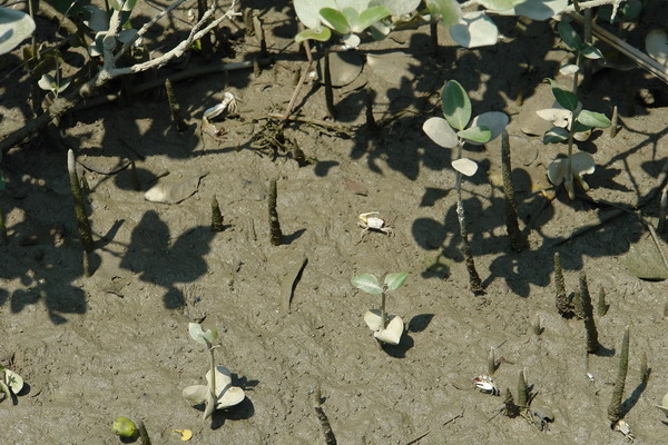 嘉義布袋漁港 潮間帶休閒館：嘉義布袋漁港 潮間帶休閒--真正愛台灣生態文青之旅