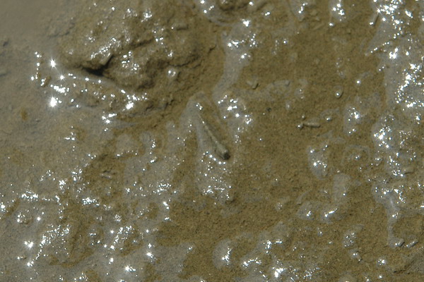 嘉義布袋漁港 潮間帶休閒館：嘉義布袋漁港 潮間帶休閒--真正愛台灣生態文青之旅