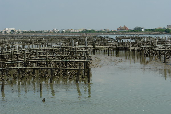 嘉義布袋漁港 潮間帶休閒館：嘉義布袋漁港 潮間帶休閒--真正愛台灣生態文青之旅