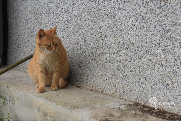 嘉義民宿秘密遊mimiyo 10.jpg