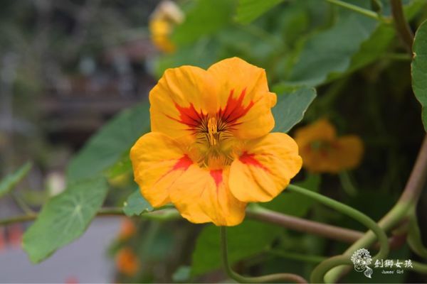 嘉義民宿秘密遊mimiyo .jpg