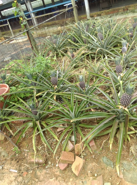 青宏畜牧場:南投八卦山青宏畜牧場無菜單料理**一人200吃到飽**