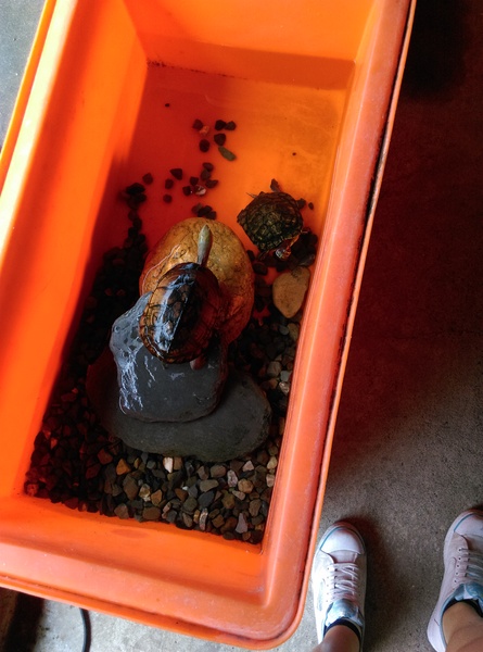 青宏畜牧場:南投八卦山青宏畜牧場無菜單料理**一人200吃到飽**