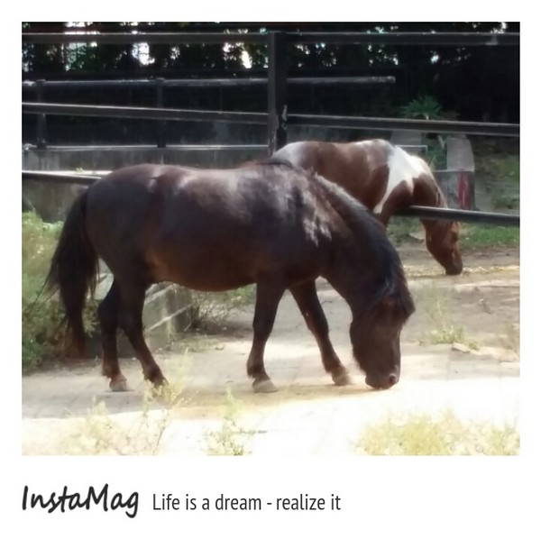 新竹市立動物園:【新竹景點】新竹市立動物園
