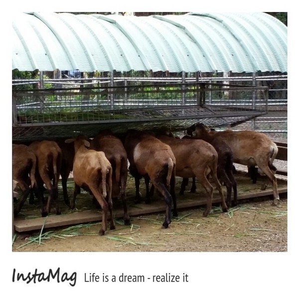 新竹市立動物園:【新竹景點】新竹市立動物園