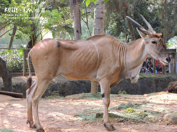 2016-5-2動物園 (18).jpg