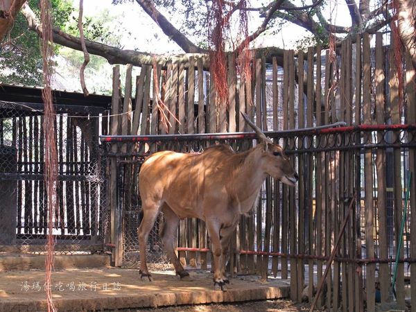 新竹市立動物園,新竹賞櫻,麗池文化祭,春節親子景點_07