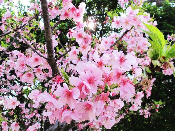 新竹市立動物園,新竹賞櫻,麗池文化祭,春節親子景點_13