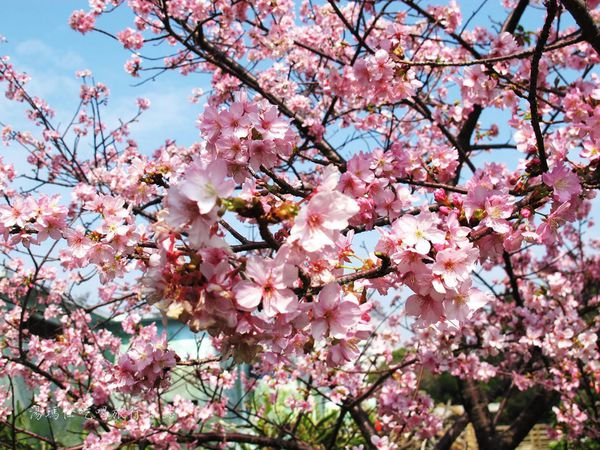新竹市立動物園,新竹賞櫻,麗池文化祭,春節親子景點_11
