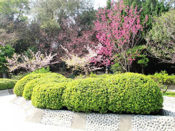 新竹市立動物園,新竹賞櫻,麗池文化祭,春節親子景點_14