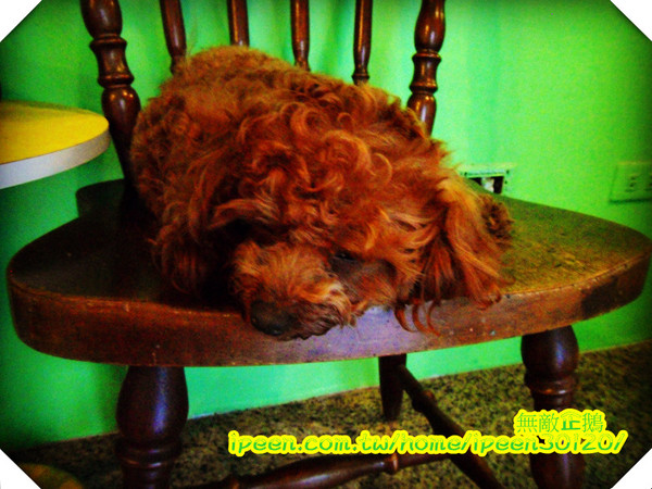 老樣子 法式薄餅：【台南】甜點吃再多也不怕~《老樣子 法式薄餅》