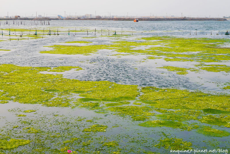 廖西瓜＠雲林口湖鄉成龍集會所成龍溼地33