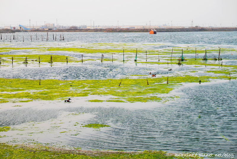 廖西瓜＠雲林口湖鄉成龍集會所成龍溼地34
