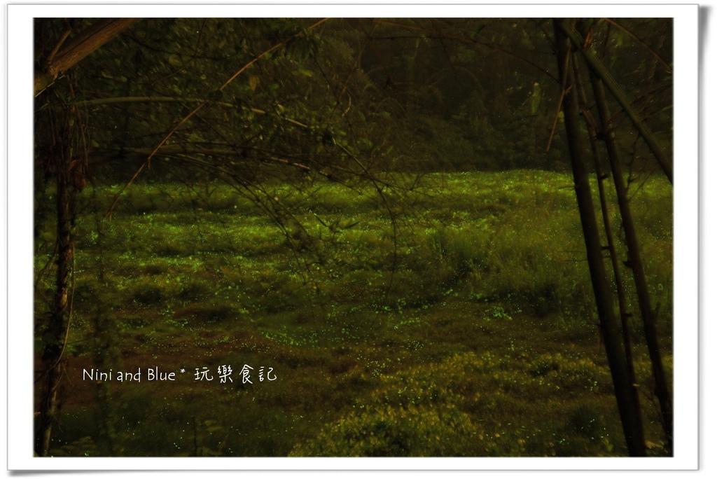 草湳螢火蟲14.jpg