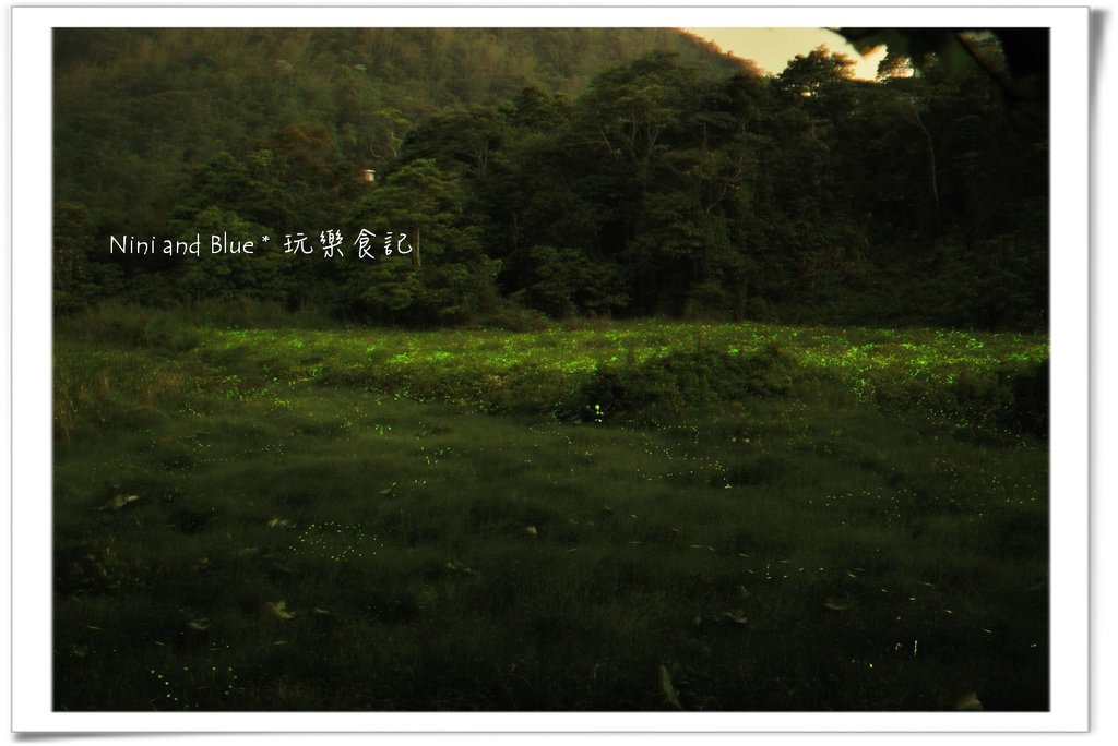 草湳螢火蟲10.jpg