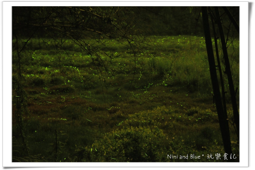 草湳螢火蟲13.jpg