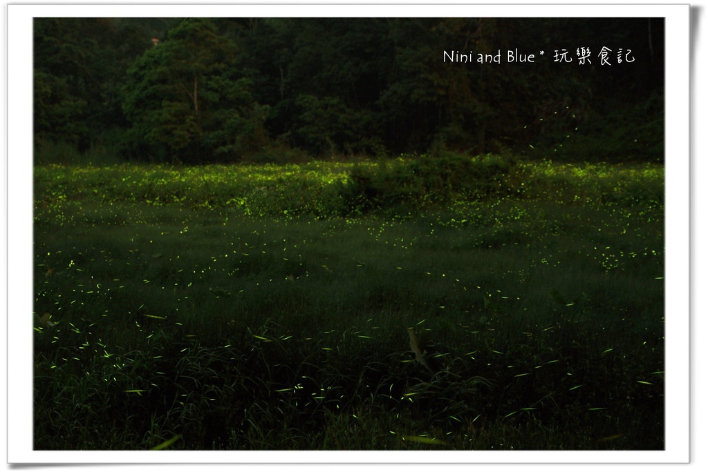 草湳螢火蟲09.jpg