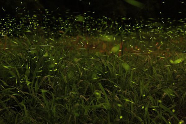 10155215_699492626780506_1543457242459620800_n