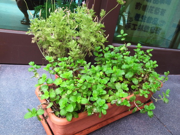 QA 健康異想世界:<台北|新店>營養師開的咖啡廳~雨林認證咖啡~健康手做甜點~QA異想世界