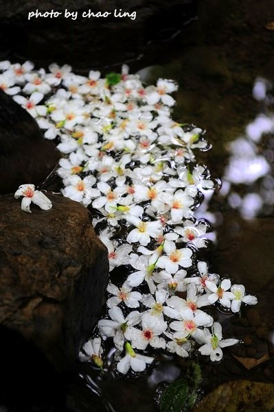 土城石門路-26.JPG - 2016夏之豔陽