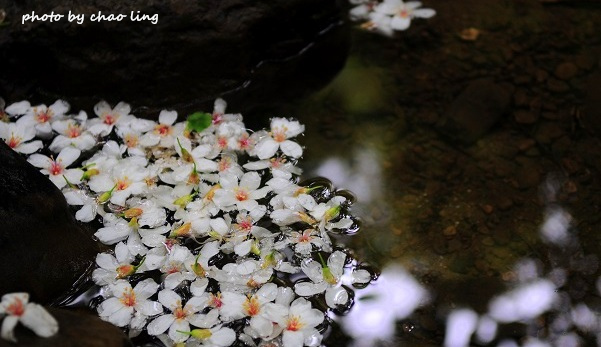 土城石門路-1.JPG - 2016夏之豔陽