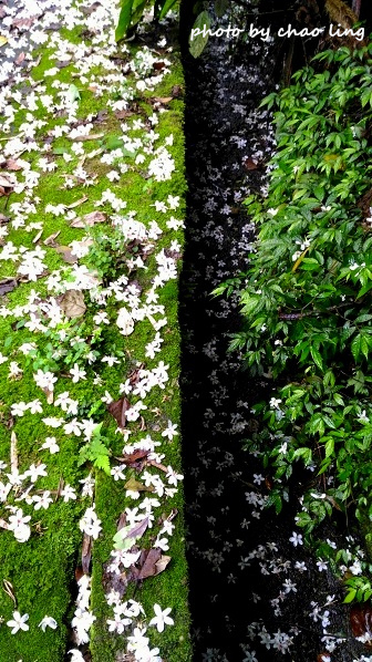 土城石門路-7.jpg - 2016夏之豔陽