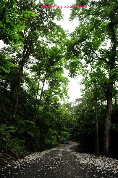 土城石門路-24.JPG - 2016夏之豔陽