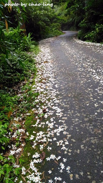 土城石門路-9.jpg - 2016夏之豔陽