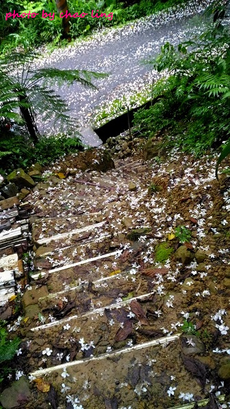 土城石門路-5.jpg - 2016夏之豔陽