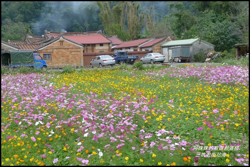 三坑老街花海27.JPG