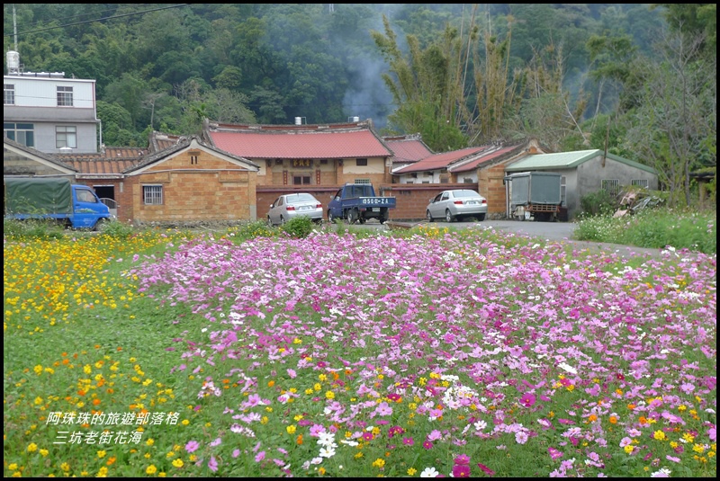 三坑老街花海29.JPG