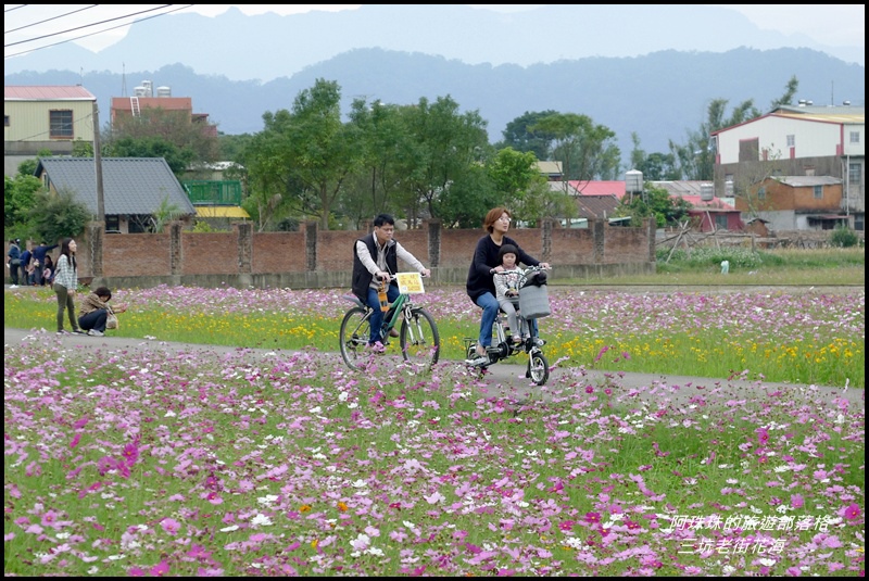 三坑老街花海21.JPG