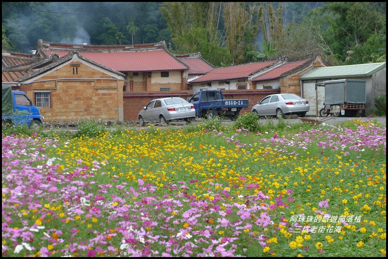 三坑老街花海28.JPG