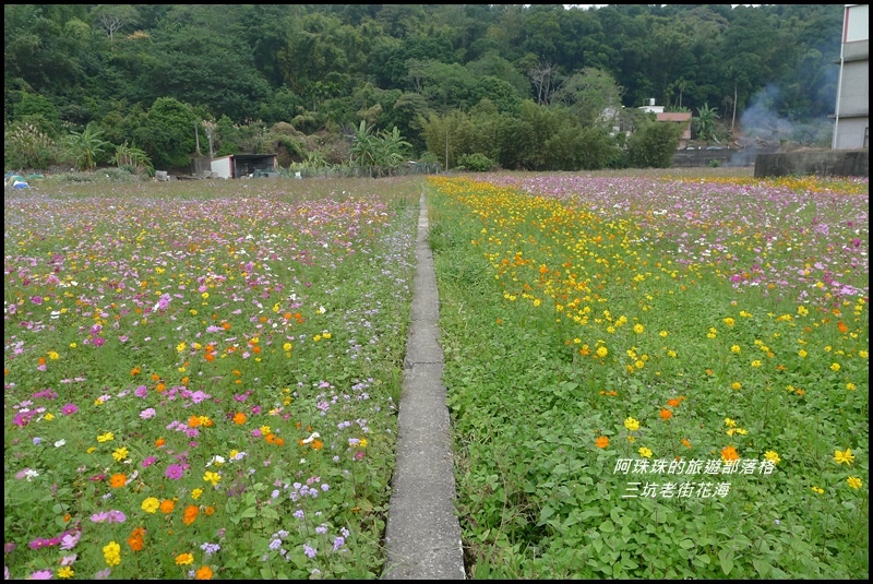 三坑老街花海16.JPG
