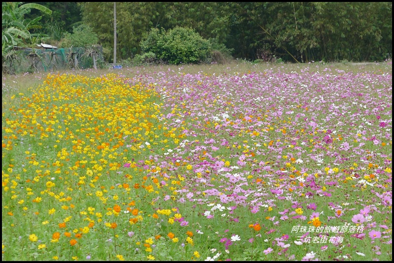 三坑老街花海22.JPG