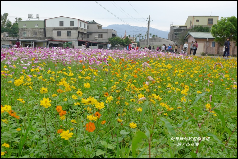 三坑老街花海26.JPG